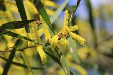 Acacia longifolia flower by Liam Engel