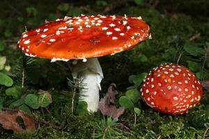 Amanita muscaria by Holger Krisp