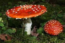 Amanita muscaria by Holger Krisp