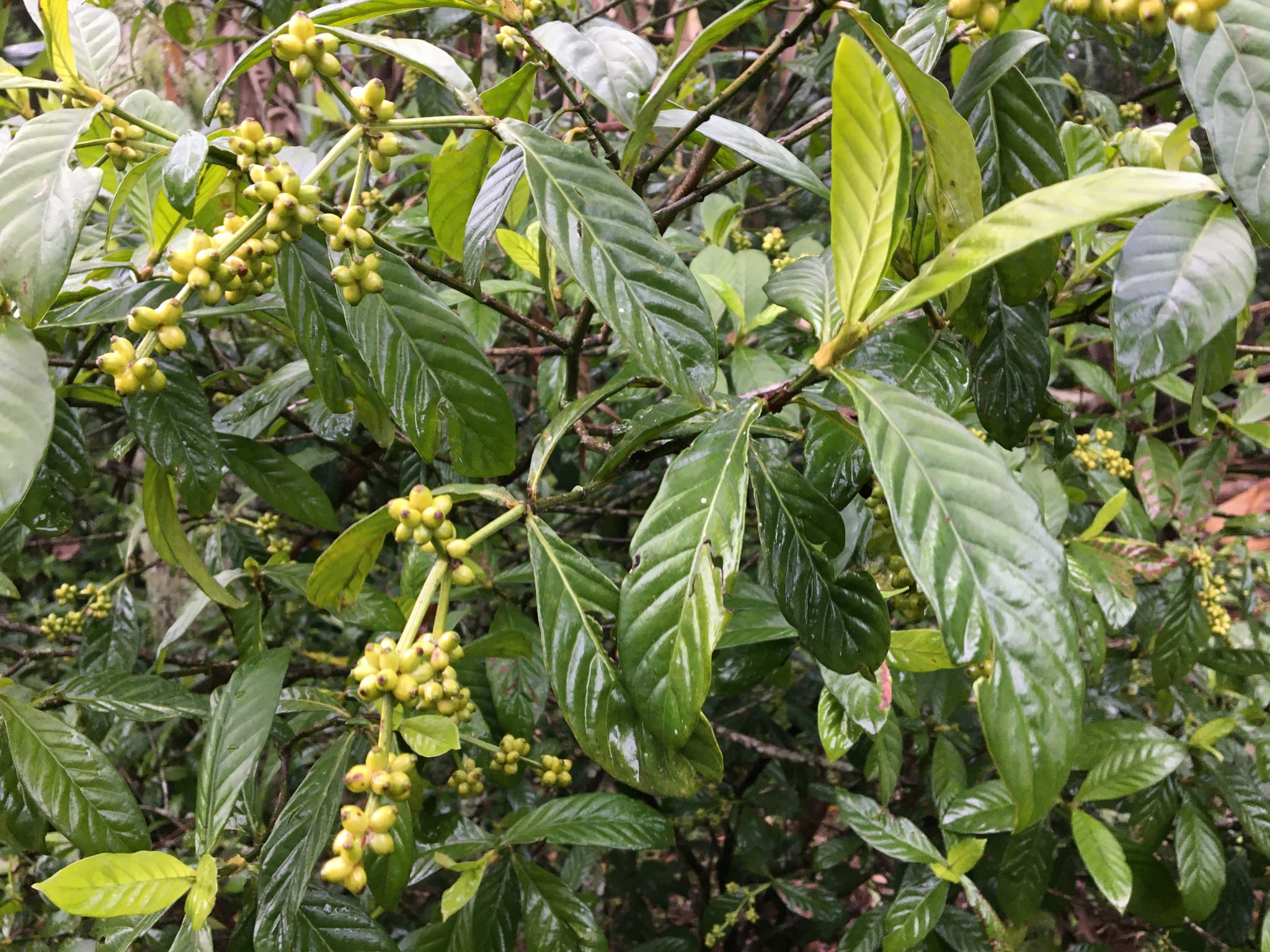 Chacruna leaf by Carlo Brescia