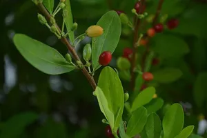 Erythroxylum coca by Danna Guevara