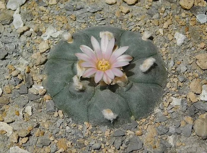 Lophophora williamsii by Resenter1