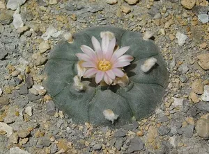 Lophophora williamsii by Resenter1