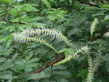 Mimosa tenuiflora by João Medeiros