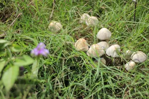 Panaelous cyanescens by Liam Engel