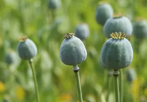 Opium poppies