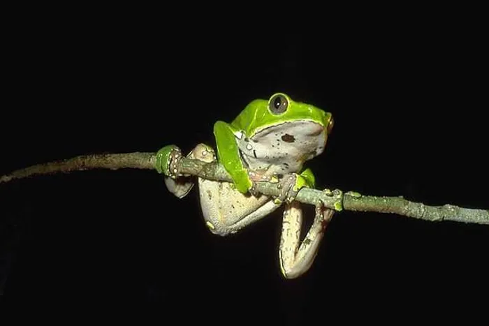 Phyllomedusa bicolor by Jean-Marc Hero