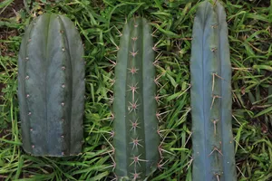 Trichocereus species by Liam Engel